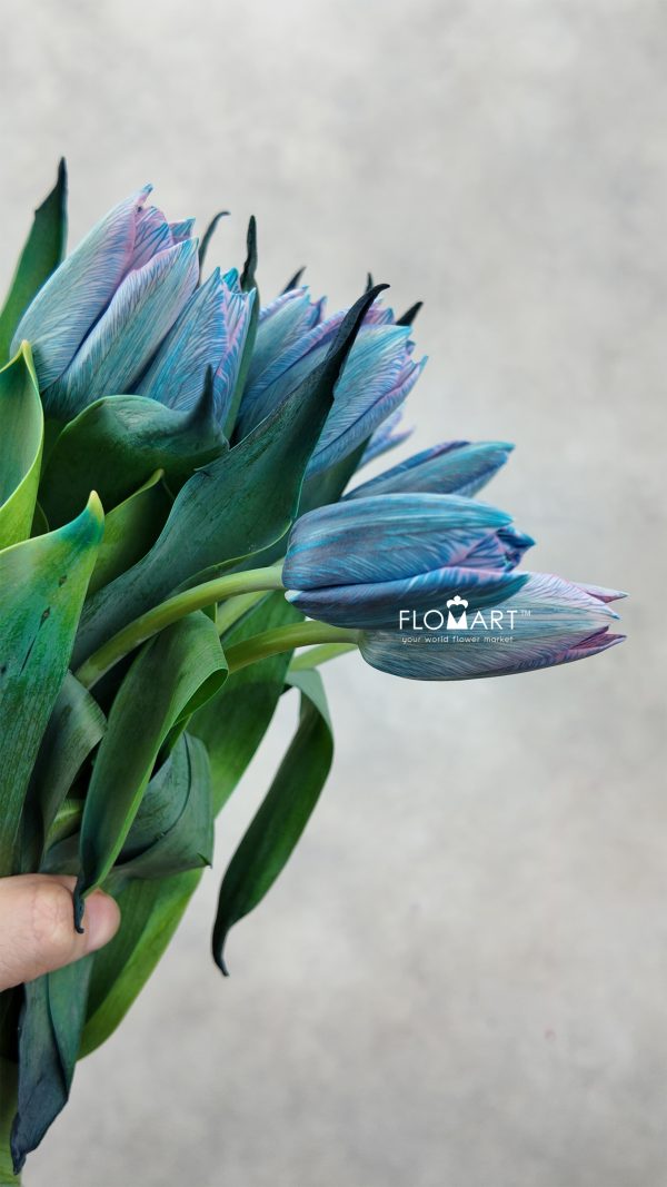 Tulip VIP single Gypsy Blue