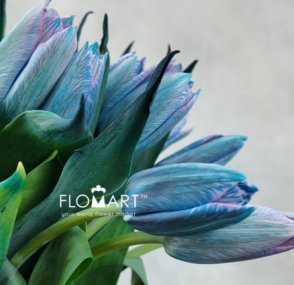 Tulip VIP single Gypsy Blue