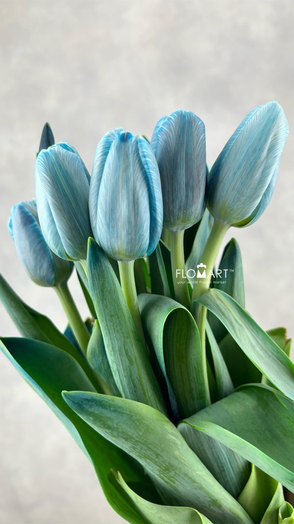 Tulip VIP single Royal Blue