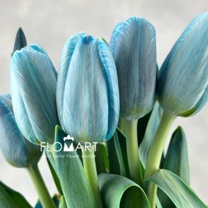 Tulip VIP single Royal Blue - Image 2