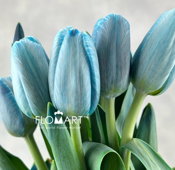Tulip VIP single Royal Blue