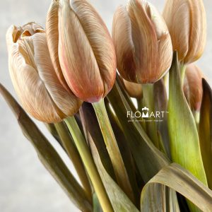 Tulip VIP single Soft Caramel