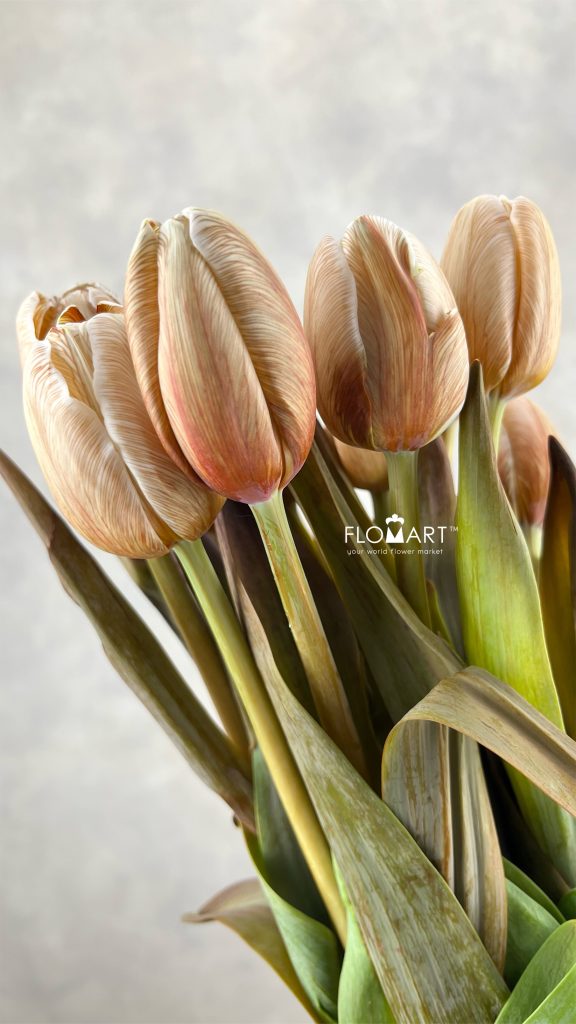 Tulip VIP single Soft Caramel