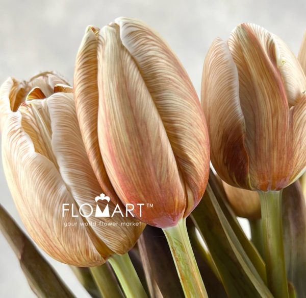 Tulip VIP single Soft Caramel
