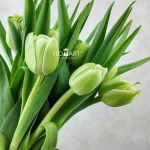 Tulip double Avant Garde