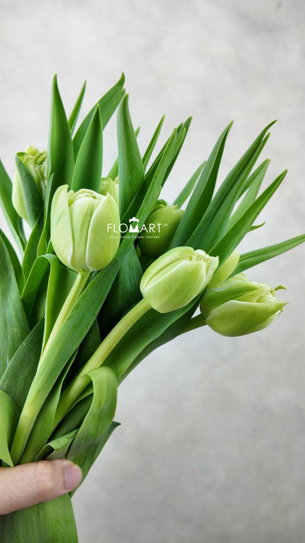 Tulip double Avant Garde