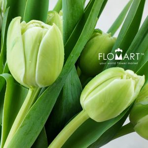 Tulip double Avant Garde - Image 2