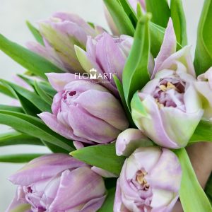 Tulip double Clean Price