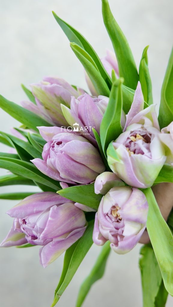 Tulip double Clean Price