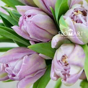Tulip double Clean Price - Image 2
