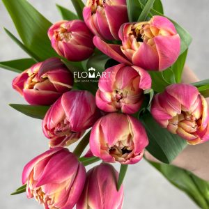 Tulip double Columbus