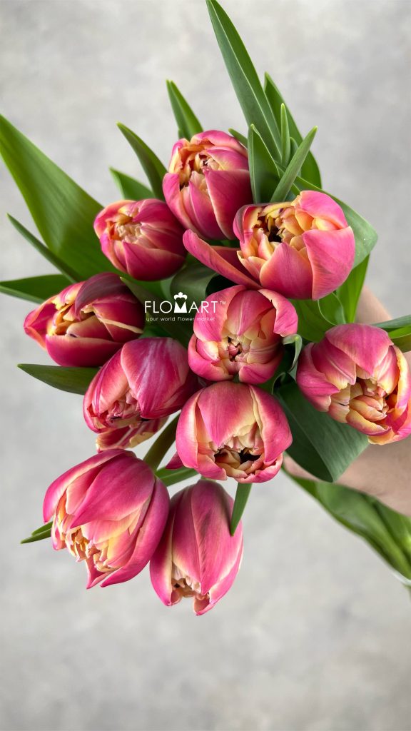Tulip double Columbus
