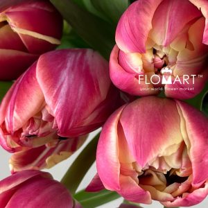 Tulip double Columbus - Image 2