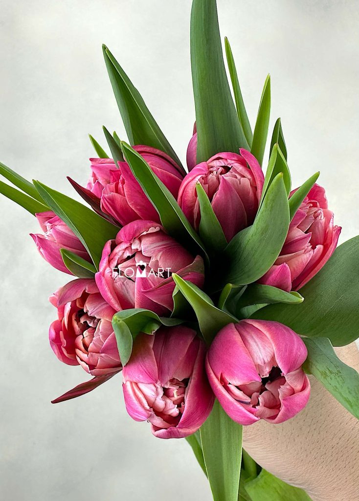 Tulip double Columbus