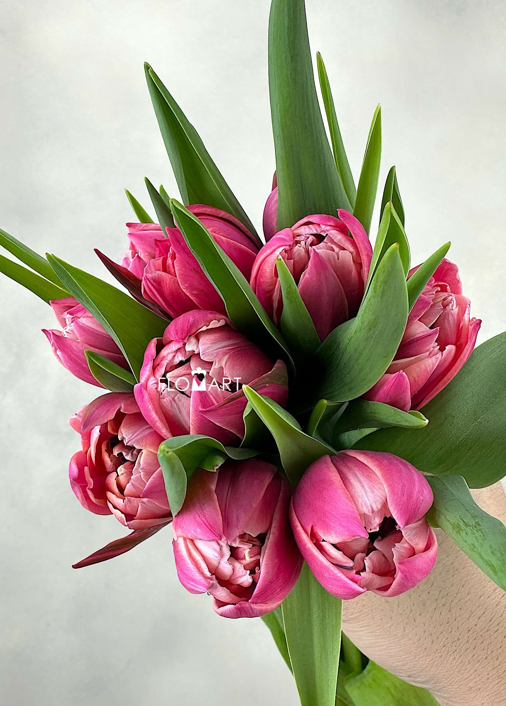 Tulip double Columbus - Image 1
