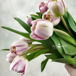 Tulip double Endless Love