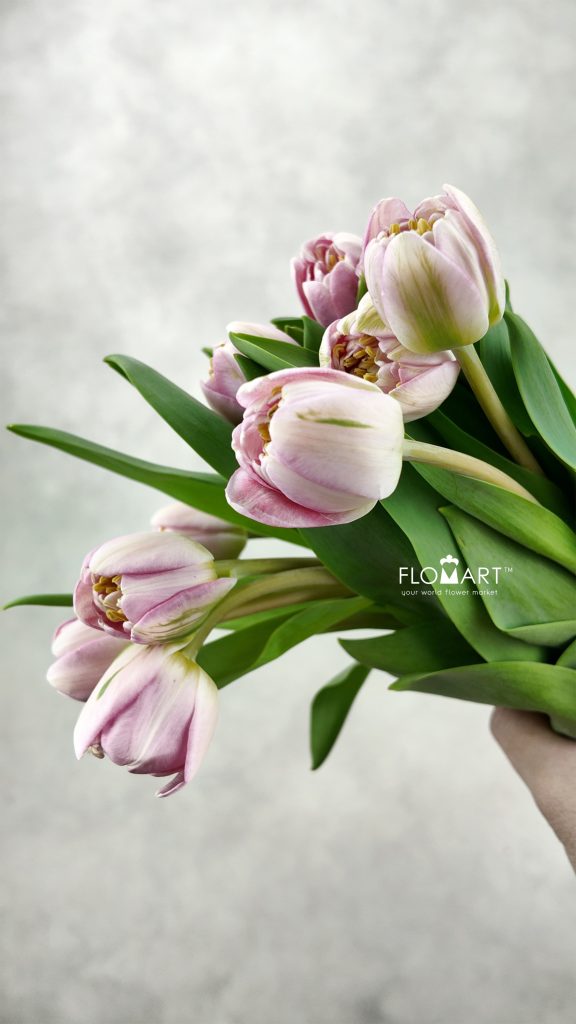 Tulip double Endless Love