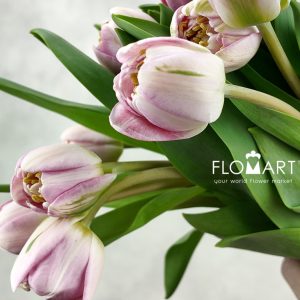 Tulip double Endless Love - Image 2