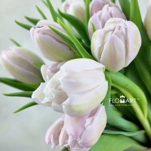 Tulip double Fair Price