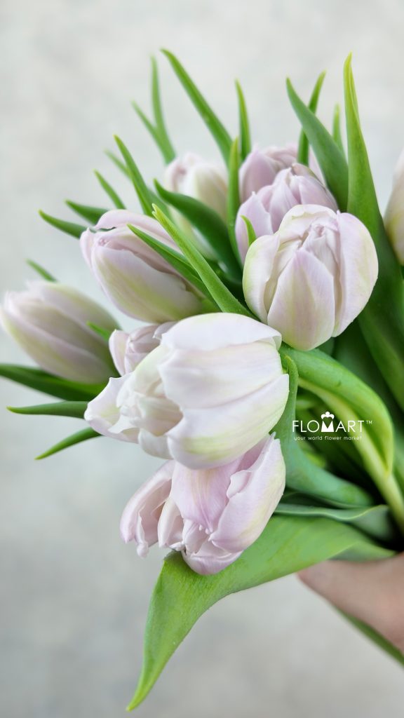 Tulip double Fair Price