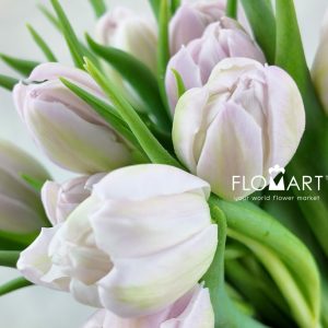 Tulip double Fair Price - Image 2