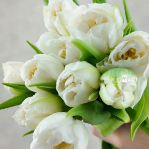 Tulip double Fortaleza