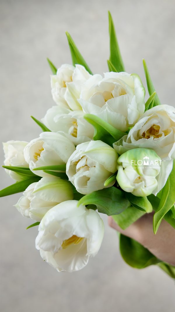 Tulip double Fortaleza