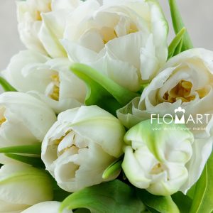 Tulip double Fortaleza - Image 2