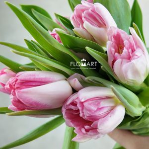 Tulip double Foxtrot
