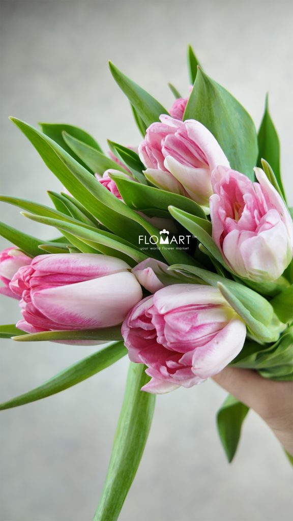 Tulip double Foxtrot