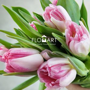 Tulip double Foxtrot - Image 2
