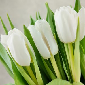 Tulip double Galileo