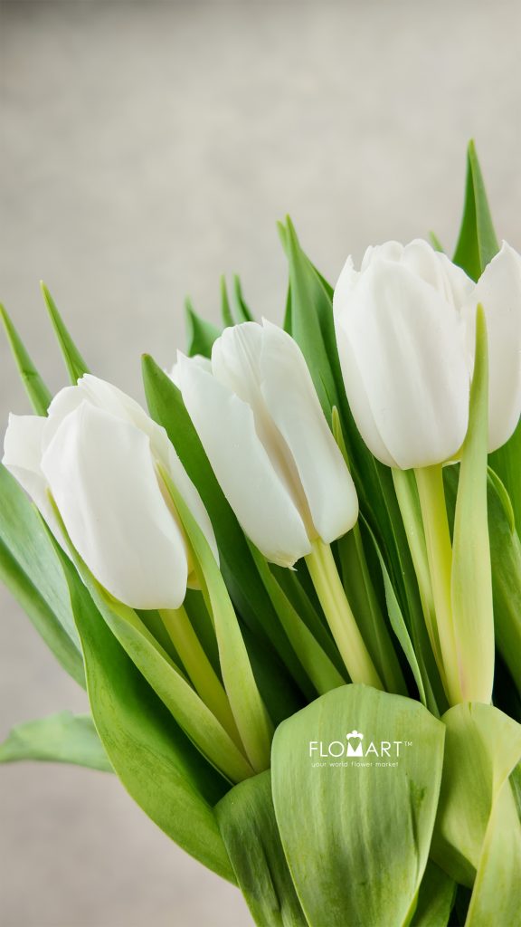 Tulip double Galileo