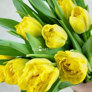 Tulip double Homerun