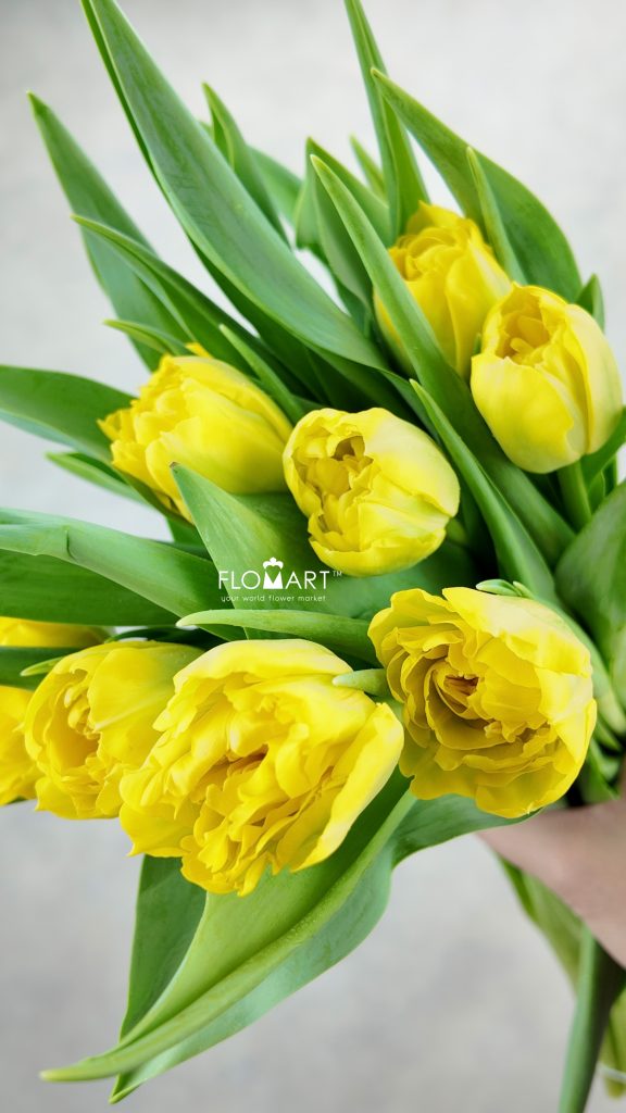 Tulip double Homerun