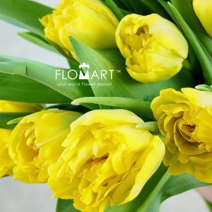 Tulip double Homerun - Image 2