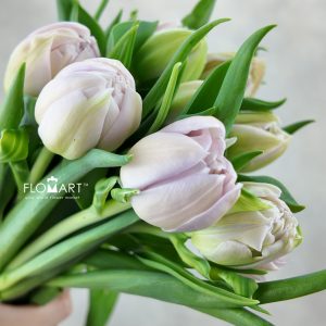 Tulip double Katinka
