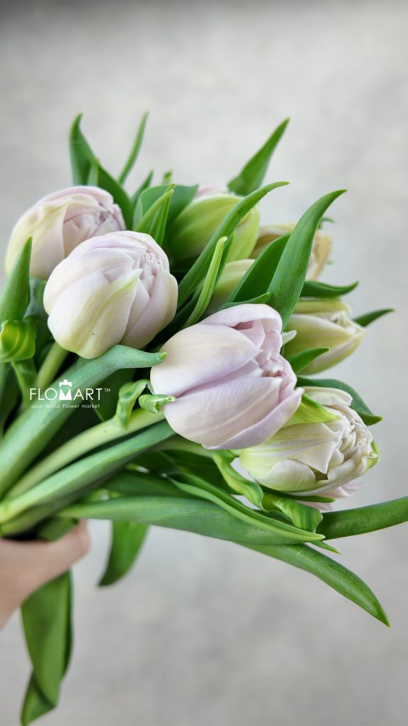 Tulip double Katinka