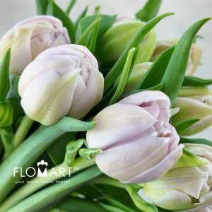 Tulip double Katinka - Image 2