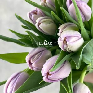 Tulip double Kickstart