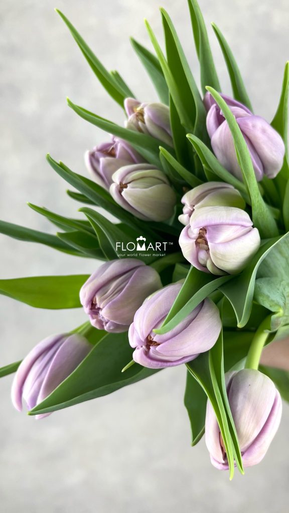 Tulip double Kickstart
