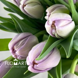 Tulip double Kickstart - Image 2