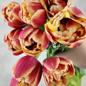 Tulip double Marax Pride