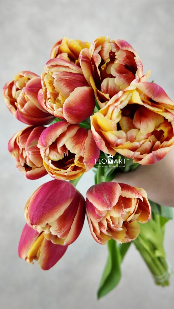 Tulip double Marax Pride