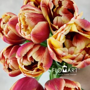 Tulip double Marax Pride - Image 2