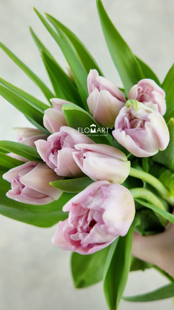 Tulip double Mariage