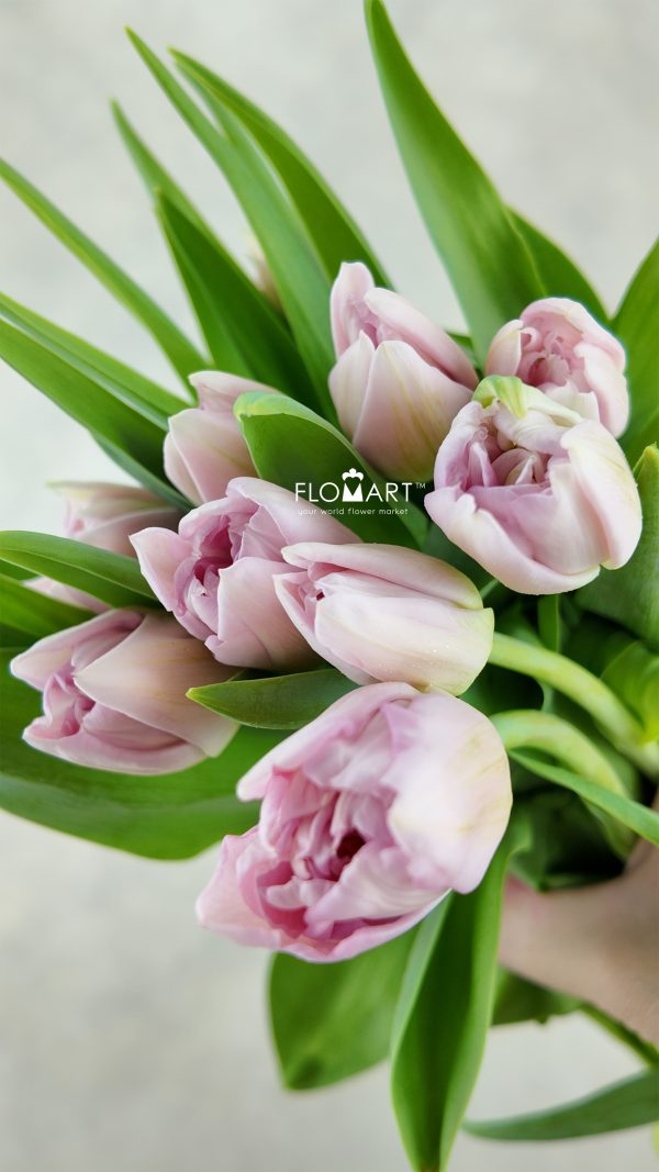 Tulip double Mariage Tulip double Mariage
