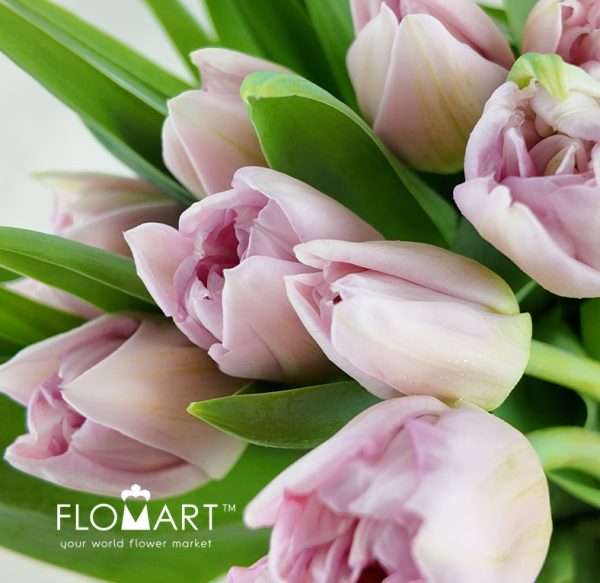Tulip double Mariage