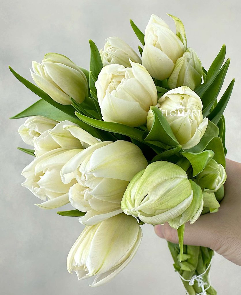 Tulip Double Mondial