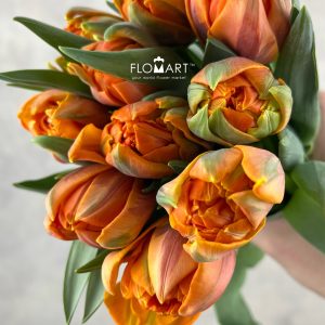Tulip double Orange Princess